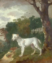 Bumper, a Bull Terrier